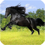 Horses Wallpapers icon