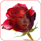 red rose frame transparent icon