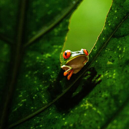 Fondos de Pantalla de Ranas