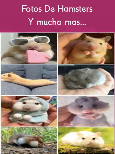Mascotas Hamsters Screen 2