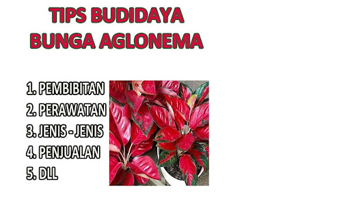 Tips Budidaya Bunga Aglonema