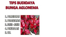 Tips Budidaya Bunga Aglonemaのおすすめ画像1