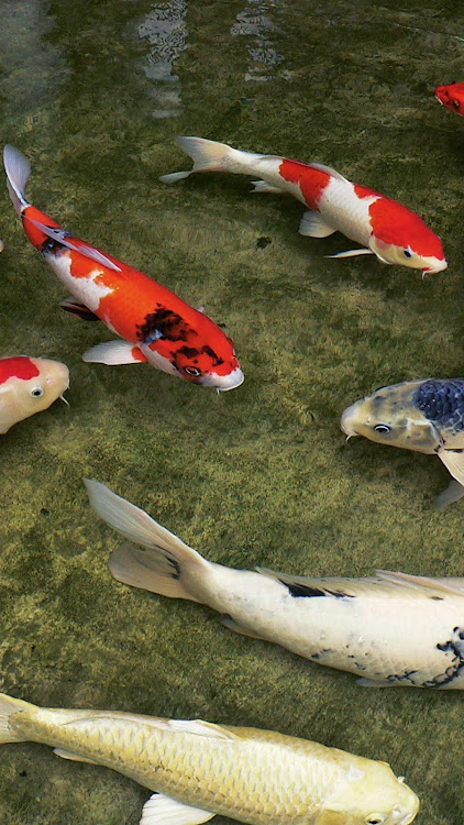 Koi Fish HD 3D Wallpaper bởi Alex Garis - (Android Ứng dụng) — AppAgg