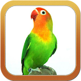 Kicau Lovebird Masteran icon