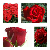 Red Roses Wallpaper icon
