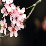 Nature Cherry Tree Wallpapers icon