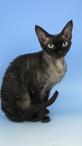 Devon Rex Wallpapers Screen 2