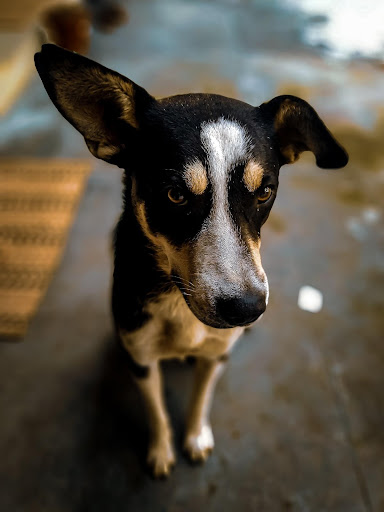 My Love Dogs Wallpapers Screen 2