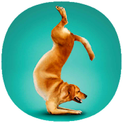 Yoga Dogs Poses Guide