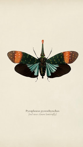 Android application Butterfly Illustrations screenshort