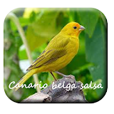 Canto canario belga salsa 2 icon