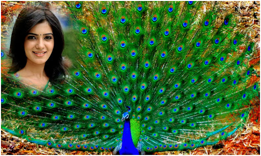 Beautiful Peacock Photoframes