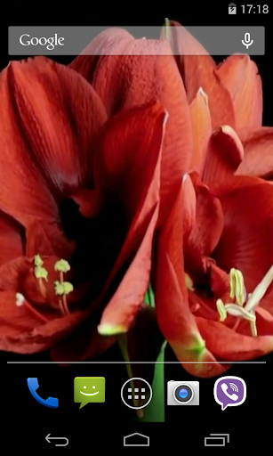 Flowers Video Live Wallpaper Screen 2