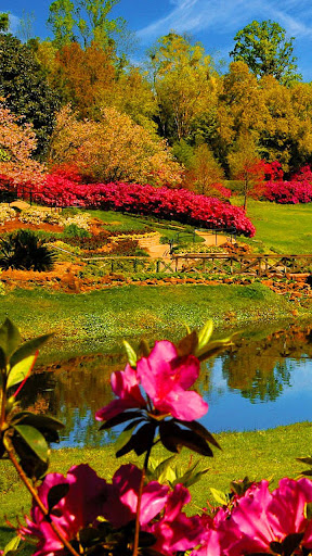 Water Garden Wallpaper