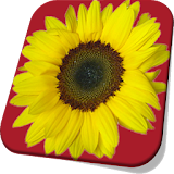 Sunflower Live Wallpaper Pro icon