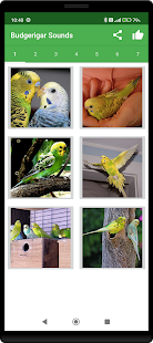 Budgerigar Camera for Parakeet スクリーンショット