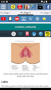 Vulva Anatomy female sex organ