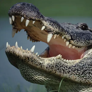 Hungry Crocodile Wild Animal