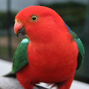 Talking Parrot Free LWP 1.6 Icon