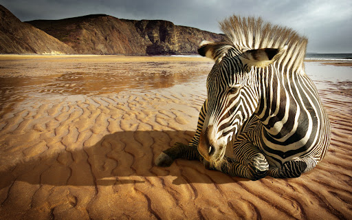 Zebra Wallpapers 5