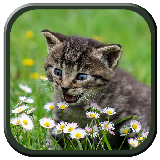 Kitten Sounds - AppWisp.com