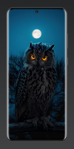 Aesthetic Owl Wallpaper 4K
