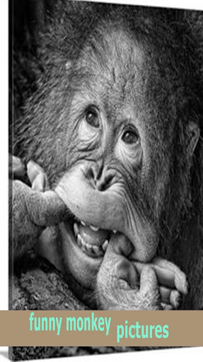 funny monkey pictures