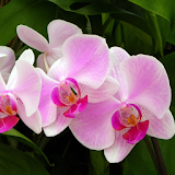 Odour Orchids Free Wallpaper icon