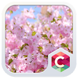 Delicate Pink Blossoms Theme icon