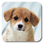 Cover Image of 下载 Puppies Live Wallpaper  APK