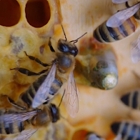 tapeta z pszczołą miodącą