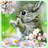 Bunny n Flowers icon