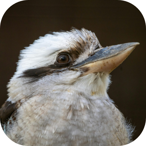 Laughing Kookaburra
