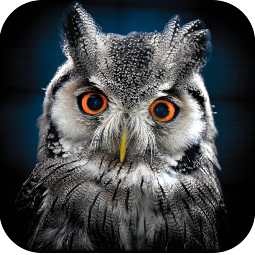 Owl Wallpaper 4K 1.01 Icon