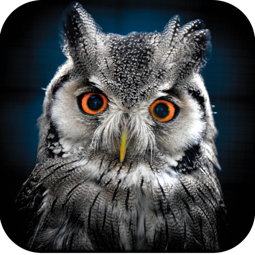 Owl Wallpaper 4K - AppWisp.com