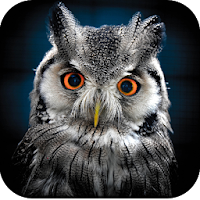 Owl Wallpaper 4K