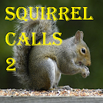 Squirrel Calls 2 Apk