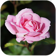 Pink Roses Live Wallpaper  Icon