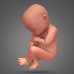 Cover Image of Download Pregnancy and childbirth. Pregnancy Calendar. bump 4.34 APK