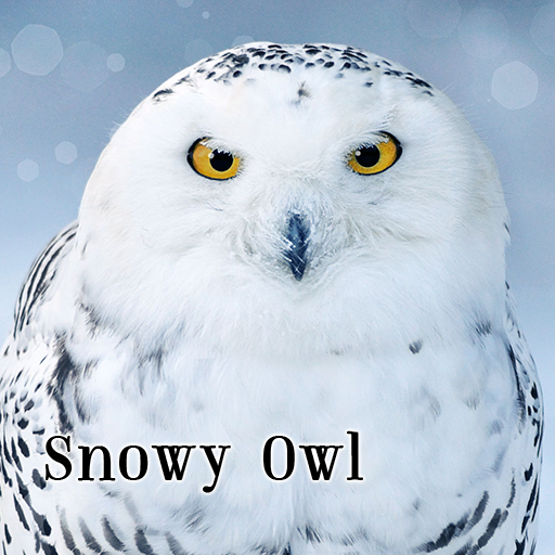 Hình nền cú bắp tuyết sẽ mang đến cho màn hình của bạn vẻ đẹp tuyệt vời của chú chim hót cao vút trên nền tuyết trắng. Với độ chi tiết và độ sáng sắc nét của hình ảnh, bạn sẽ có một trải nghiệm độc đáo mà không phải ai cũng có được. Nhấn vào hình ảnh để thưởng thức độc đáo này ngay.
