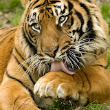 Best Tigers Jigsaw Puzzles Game icon