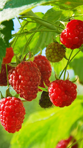 Raspberry Wallpaper
