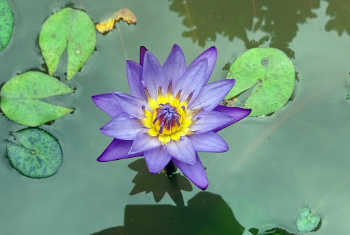Water Lily Wallpapers HD