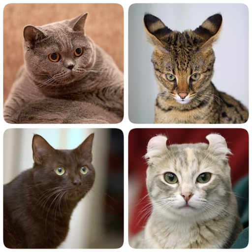Cat Breeds Quiz - Game about C logo