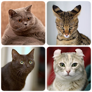 Top 49 Trivia Apps Like Cat Breeds Quiz - Game about Cats. Guess the Cat! - Best Alternatives