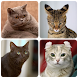 Cat Breeds Quiz - Game about C - Androidアプリ