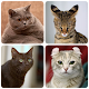 Cat Breeds Quiz - Game about Cats. Guess the Cat! Laai af op Windows