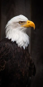 Eagle phone wallpapers