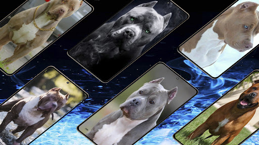 Pitbull Dog HD Wallpaper Screen 2