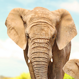 Animal flashcard & sounds Mod Apk